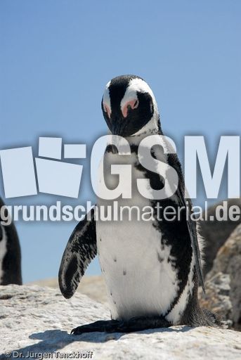 Brillenpinguin (47 von 148).jpg